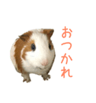 可愛いピノ君（個別スタンプ：2）