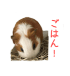可愛いピノ君（個別スタンプ：4）