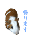 可愛いピノ君（個別スタンプ：5）