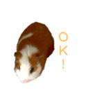 可愛いピノ君（個別スタンプ：6）