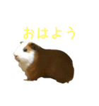 可愛いピノ君（個別スタンプ：7）