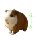 可愛いピノ君（個別スタンプ：8）