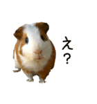 可愛いピノ君（個別スタンプ：9）