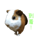 可愛いピノ君（個別スタンプ：10）