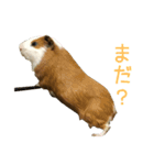 可愛いピノ君（個別スタンプ：11）