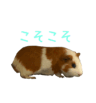 可愛いピノ君（個別スタンプ：12）