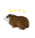 可愛いピノ君（個別スタンプ：13）