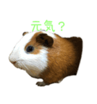 可愛いピノ君（個別スタンプ：14）