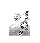 柴犬 大福（個別スタンプ：1）
