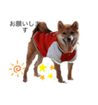 柴犬 大福（個別スタンプ：5）