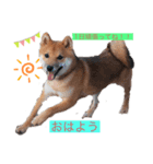 柴犬 大福（個別スタンプ：6）