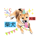 柴犬 大福（個別スタンプ：8）