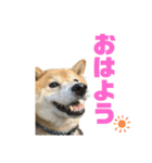 豆柴のリョーマくん（個別スタンプ：1）