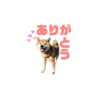 豆柴のリョーマくん（個別スタンプ：3）