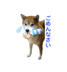 豆柴のリョーマくん（個別スタンプ：5）