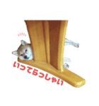 豆柴のリョーマくん（個別スタンプ：6）