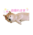 豆柴のリョーマくん（個別スタンプ：9）