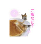 豆柴のリョーマくん（個別スタンプ：10）