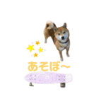 豆柴のリョーマくん（個別スタンプ：18）