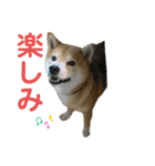豆柴のリョーマくん（個別スタンプ：19）
