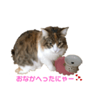 ノルウェージャンるなちゃん（個別スタンプ：1）