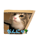ノルウェージャンるなちゃん（個別スタンプ：5）