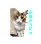 ノルウェージャンるなちゃん（個別スタンプ：8）