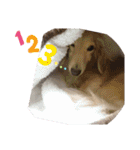 ミニチュアダックスのミッキー君（個別スタンプ：21）