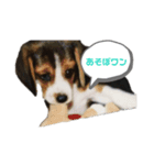 ルビーくん（個別スタンプ：1）