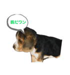 ルビーくん（個別スタンプ：4）
