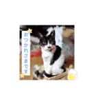 うちのねこ(こなこな)（個別スタンプ：3）