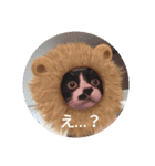うちのねこ(こなこな)（個別スタンプ：5）