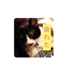 うちのねこ(こなこな)（個別スタンプ：7）