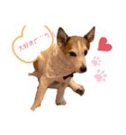 ちょビーちゃんaisiteru（個別スタンプ：1）