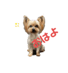 よーきーず1（個別スタンプ：1）