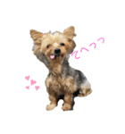 よーきーず1（個別スタンプ：2）