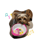 よーきーず1（個別スタンプ：4）