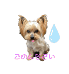 よーきーず1（個別スタンプ：5）