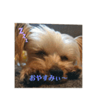よーきーず1（個別スタンプ：12）