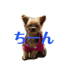 よーきーず1（個別スタンプ：20）