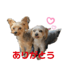 よーきーず1（個別スタンプ：38）
