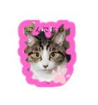 ぬっころスタンプ（個別スタンプ：2）