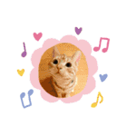 うちの子 キャット（個別スタンプ：1）