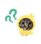 うちの子 キャット（個別スタンプ：2）