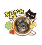 うちの子 キャット（個別スタンプ：10）