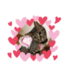 うちの子 キャット（個別スタンプ：14）