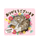 うちの子 キャット（個別スタンプ：15）