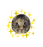 うちの子 キャット（個別スタンプ：16）
