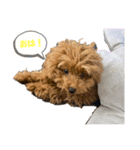 mocacoco‎´•ﻌ•`（個別スタンプ：5）
