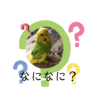 セキセイインコ の日常（個別スタンプ：1）
